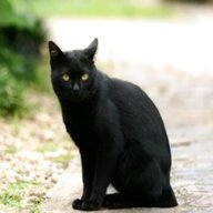 gatto nero usato