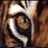 occhio tigre usato