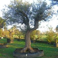 bonsai olivo usato