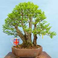 yamadori bonsai usato