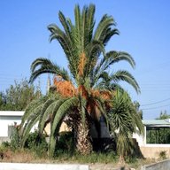palme pianta usato