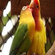 pappagalli inseparabile usato