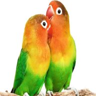 inseparabili pappagallini usato