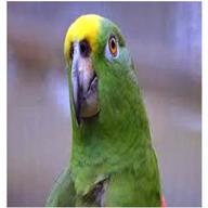 amazzone pappagallo usato