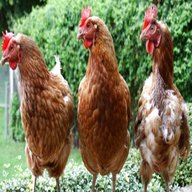 avicoli galline usato