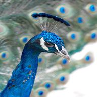 peacock usato
