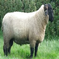 pecore suffolk montone usato