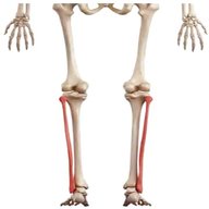 scheletro piede usato