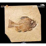 fossile pesce usato