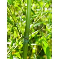 pianta bambu usato
