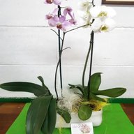 orchidee piante usato