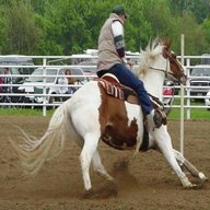 cavallo reining usato
