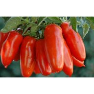 pomodoro san marzano wantia ibrido usato