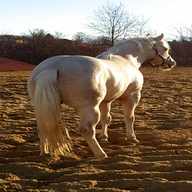 puledri quarter horse usato