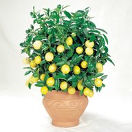 piante limoni adulte usato