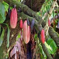 pianta cacao usato