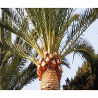 palme pianta calabria usato