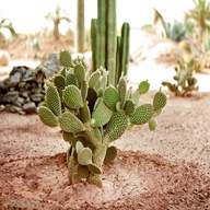 cactus pianta usato