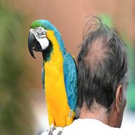 pappagall usato