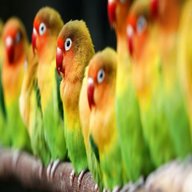 pappagalli inseparabili imbecco usato