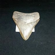 dente squalo fossile usato