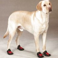 scarpette cane usato