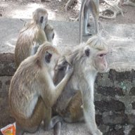scimmiette usato