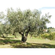 olivi piante usato