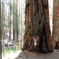 sequoia pianta usato
