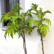 solanum torvum pianta usato