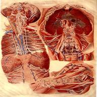 tavole anatomiche usato