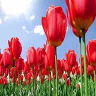 tulipani usato