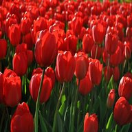 tulipani rossi usato