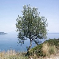 albero olivo usato