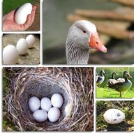 oca uova usato