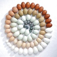 livornese uova usato