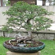 bonsai vasi usato