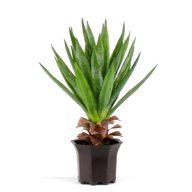 yucca pianta artificiale usato